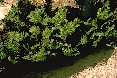 APII jpeg image of Polystichum proliferum  © contact APII