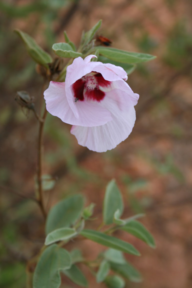 APII jpeg image of Gossypium australe  © contact APII