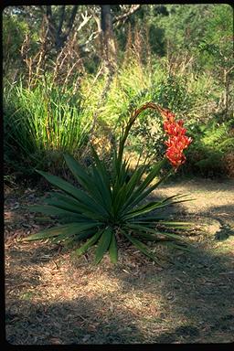 APII jpeg image of Doryanthes palmeri  © contact APII