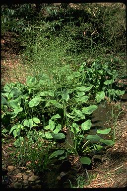 APII jpeg image of Alisma plantago-aquatica  © contact APII