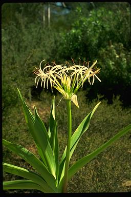 APII jpeg image of Crinum pedunculatum  © contact APII