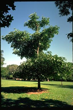 APII jpeg image of Alstonia scholaris  © contact APII