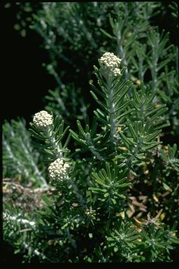 APII jpeg image of Ozothamnus reticulatus  © contact APII