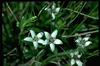 APII jpeg image of Rhytidosporum alpinum  © contact APII