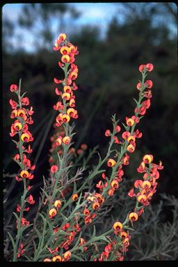 APII jpeg image of Daviesia incrassata subsp. incrassata  © contact APII