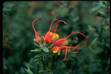 APII jpeg image of Grevillea tripartita subsp. macrostylis  © contact APII