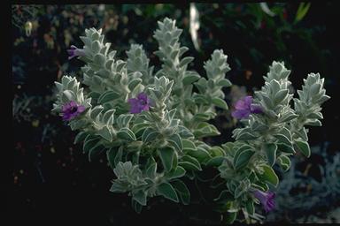 APII jpeg image of Eremophila warnesii  © contact APII