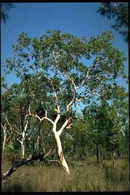 APII jpeg image of Eucalyptus apodophylla  © contact APII