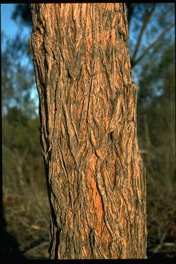 APII jpeg image of Eucalyptus apothalassica  © contact APII