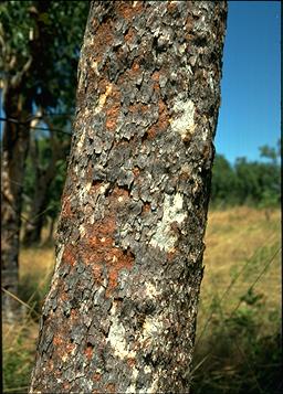 APII jpeg image of Corymbia dichromophloia  © contact APII