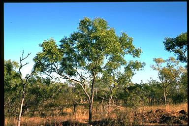 APII jpeg image of Eucalyptus distans  © contact APII