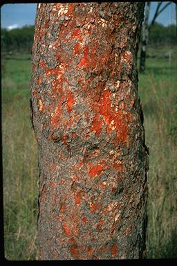 APII jpeg image of Corymbia erythrophloia  © contact APII