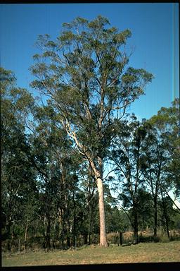 APII jpeg image of Eucalyptus eugenioides  © contact APII