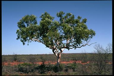 APII jpeg image of Corymbia flavescens  © contact APII