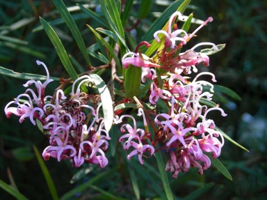 APII jpeg image of Grevillea 'Honey Jo'  © contact APII