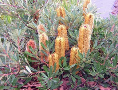 APII jpeg image of Banksia paludosa 'Little Pal'  © contact APII