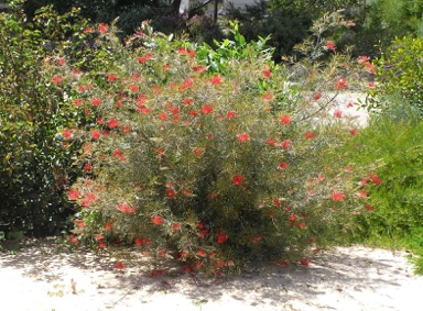 APII jpeg image of Grevillea 'Tirari Blaze'  © contact APII