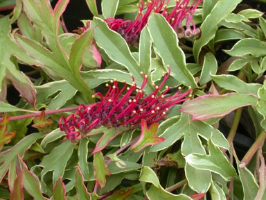 APII jpeg image of Grevillea x gaudichaudii 'Gaudi's Ghost'  © contact APII