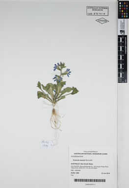 APII jpeg image of Scaevola aemula 'Bonscalib'  © contact APII