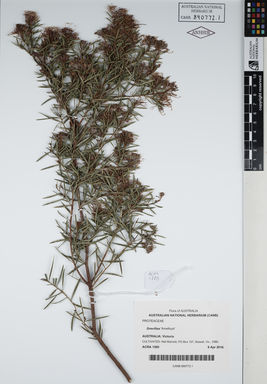 APII jpeg image of Grevillea sericea 'Amethyst'  © contact APII