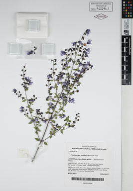 APII jpeg image of Prostanthera ovalifolia 'Brundah View'  © contact APII