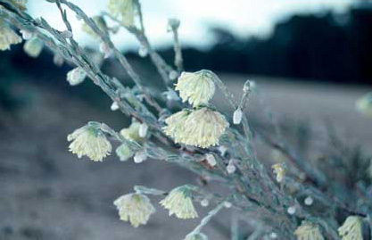 APII jpeg image of Pimelea octophylla  © contact APII