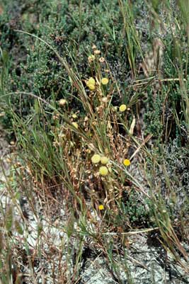 APII jpeg image of Cotula coronopifolia  © contact APII