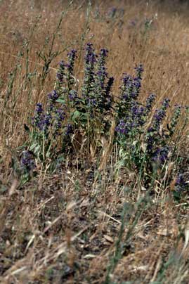 APII jpeg image of Ajuga australis  © contact APII