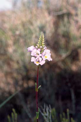 APII jpeg image of Euphrasia collina subsp. tetragona  © contact APII