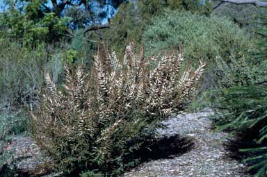 APII jpeg image of Thryptomene calycina  © contact APII