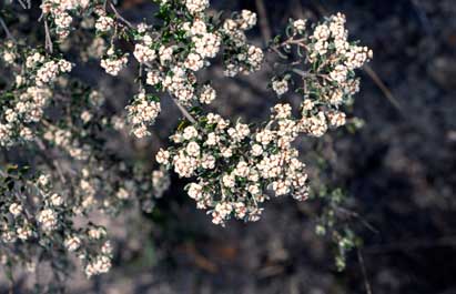 APII jpeg image of Spyridium subochreatum var. subochreatum  © contact APII