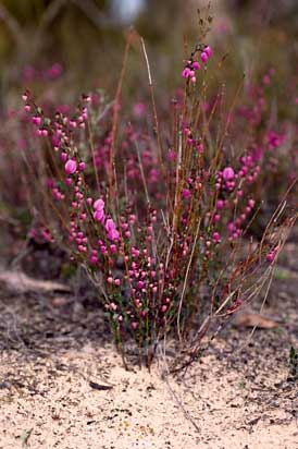 APII jpeg image of Tetratheca ciliata  © contact APII