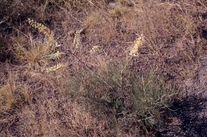 APII jpeg image of Grevillea dryandri subsp. dryandri  © contact APII