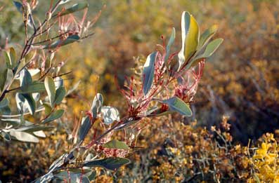 APII jpeg image of Grevillea decora subsp. decora  © contact APII