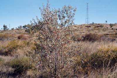 APII jpeg image of Grevillea wickhamii subsp. aprica  © contact APII