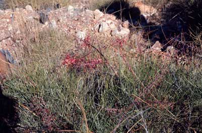 APII jpeg image of Grevillea dryandri subsp. dryandri  © contact APII