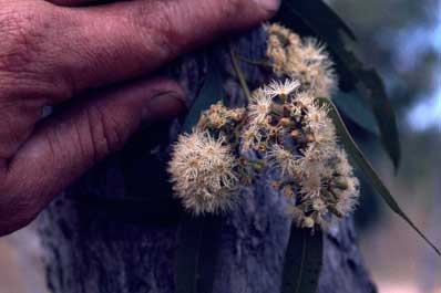 APII jpeg image of Eucalyptus cambageana  © contact APII