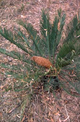 APII jpeg image of Cycas cairnsiana  © contact APII