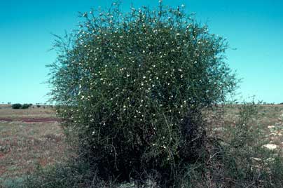 APII jpeg image of Eremophila polyclada  © contact APII