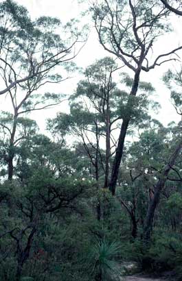 APII jpeg image of Eucalyptus notabilis  © contact APII