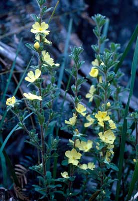 APII jpeg image of Hibbertia sp. nov.  © contact APII