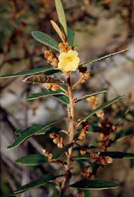 APII jpeg image of Hibbertia banksii  © contact APII