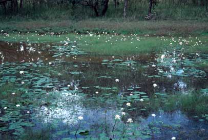 APII jpeg image of Nymphaea violacea  © contact APII