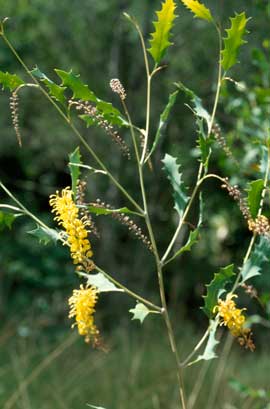 APII jpeg image of Grevillea aurea  © contact APII