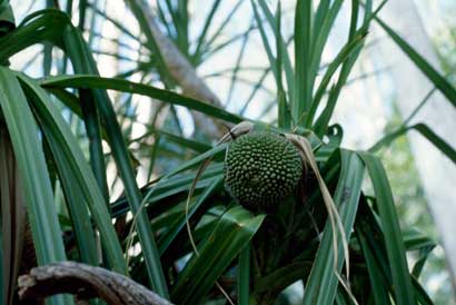 APII jpeg image of Pandanus aquaticus  © contact APII