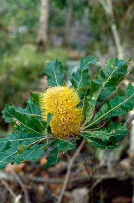 APII jpeg image of Banksia dentata  © contact APII