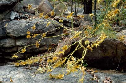 APII jpeg image of Solanum ultraspinosum  © contact APII