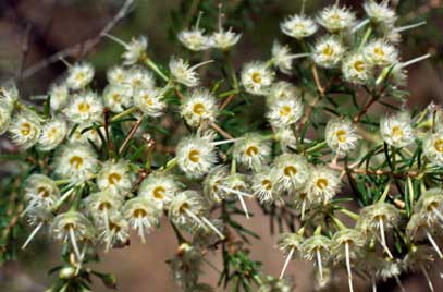 APII jpeg image of Verticordia verticillata  © contact APII