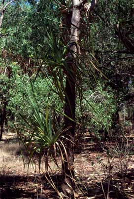 APII jpeg image of Pandanus spiralis  © contact APII