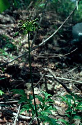 APII jpeg image of Tacca leontopetaloides  © contact APII